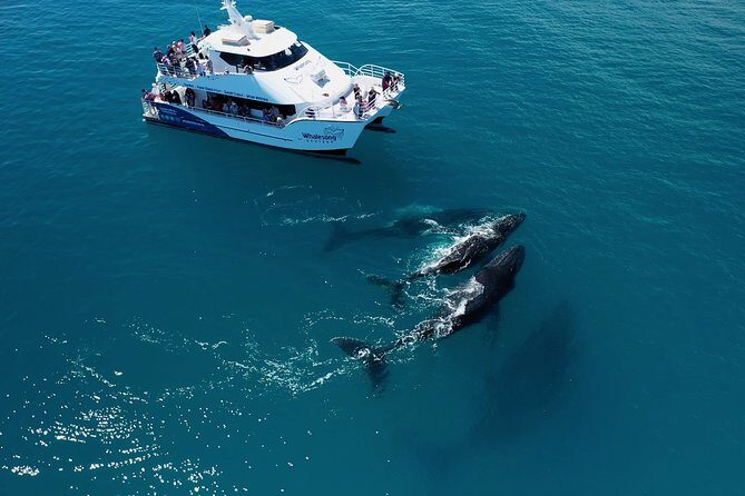 Hervey Bay Whale Watching Experience - The Sum Up: Is It Worth It?