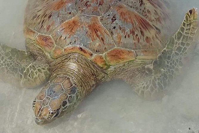 Hideaway Island Escape, Blue Lagoon and Turtle Experience - Who Will Love This Tour?