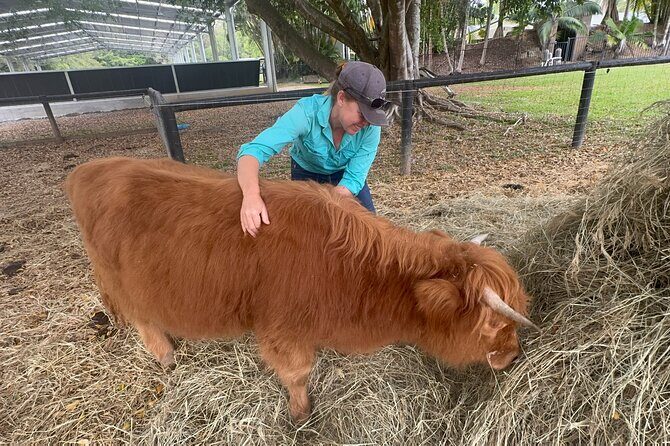 Highland Cow Experience - FAQ