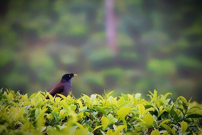 Hill Station Tour from Coimbatore to Valparai - 2 days - What to Expect from the Transportation Package