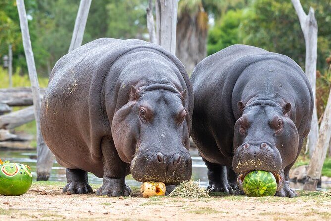 Hippo Experience at Werribee Open Range Zoo - excl. entry - Why This Tour Is Worth Considering