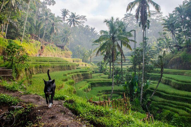 Hire Private Bali Driver - Final Thoughts: Is It Worth It?