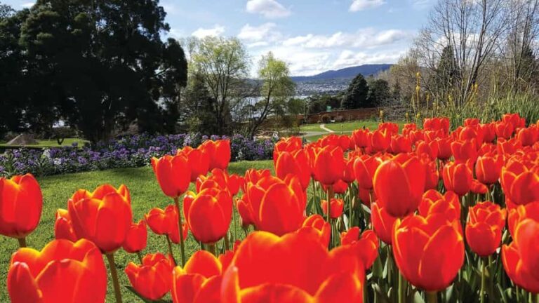 Hobart City Sightseeing Tour including MONA Ticket - Transportation, Timing, and Practicalities
