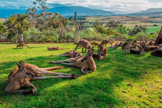 Hobart Highlights Day Tour - Authentic Experiences and Travelers’ Feedback