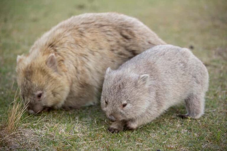Hobart: Maria Island National Park Active Full-Day Tour - Exploring the Heritage: Darlington Settlement