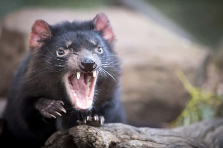 Hobart: Port Arthur, Richmond & Tassie Devil - Active Tour - Authentic Experiences and Personal Touches