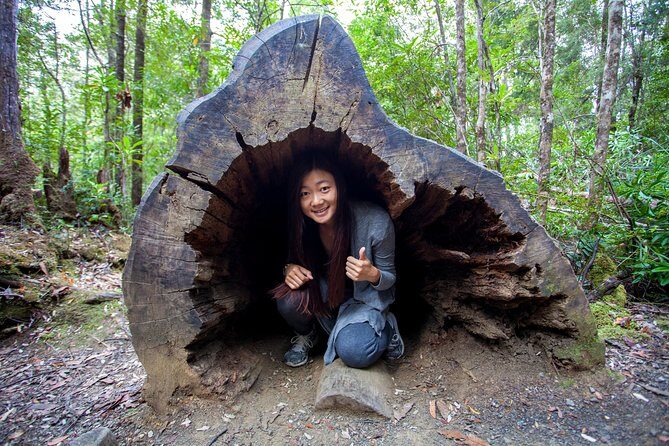 Hobart: Tahune Airwalk, Hastings Caves & Thermal Springs Pool - Who Will Love This Tour?