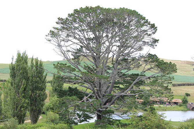 Hobbiton Afternoon Tour in Luxury Minibus from Auckland - Why This Tour Offers Good Value
