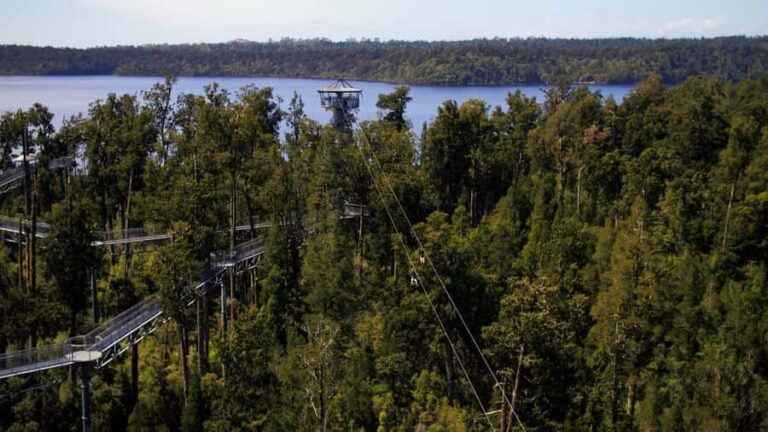 Hokitika: West Coast Tree Top Tower Zip Line and Walk - The Zipline Experience: A Thrilling Flight Above the Canopy
