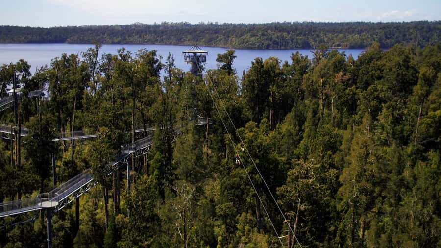 Hokitika: West Coast Tree Top Tower Zip Line and Walk - The Zipline Experience: A Thrilling Flight Above the Canopy