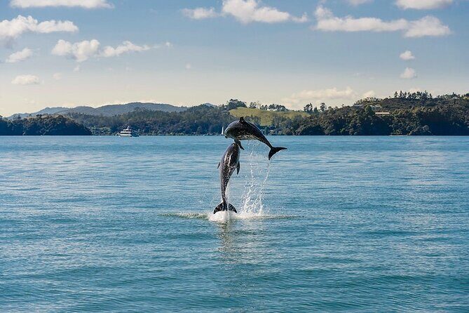 Hole in the Rock Dolphin Cruise Tour Round Trip from Auckland - The Sum Up