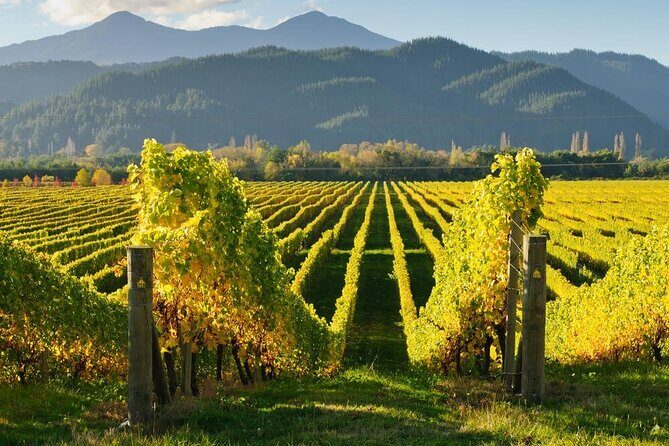 Hop on Hop off Wine Tours Marlborough - A Breakdown of the Itinerary: What You Can Expect