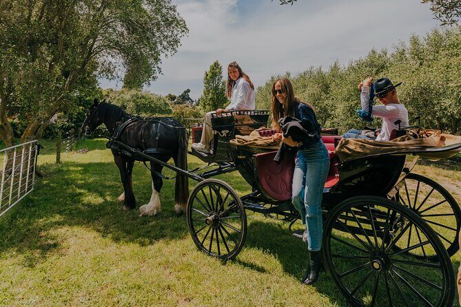 Horse and Carriage Wine Tour in Marlborough with Lunch - What Makes This Tour Special?