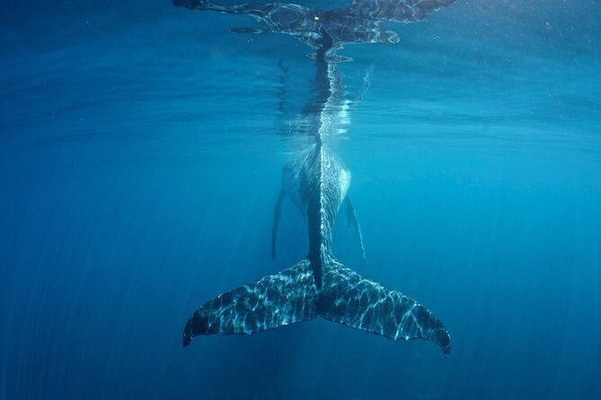 Humpback Whale Safari - FAQ