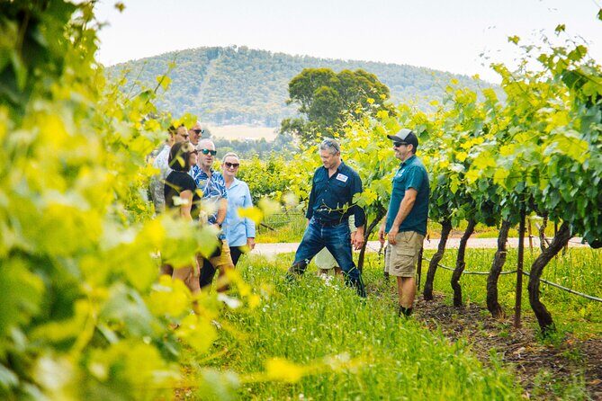 Hunter Valley Wine Tasting Tour from Sydney - The Overall Experience: What Travelers Say
