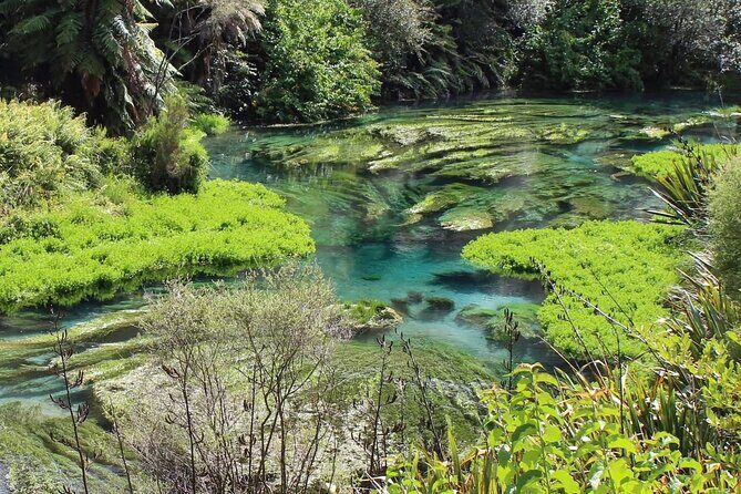 Hunua Falls and Blue Springs (Te Waihou): Private Tour - Why This Tour Offers Good Value