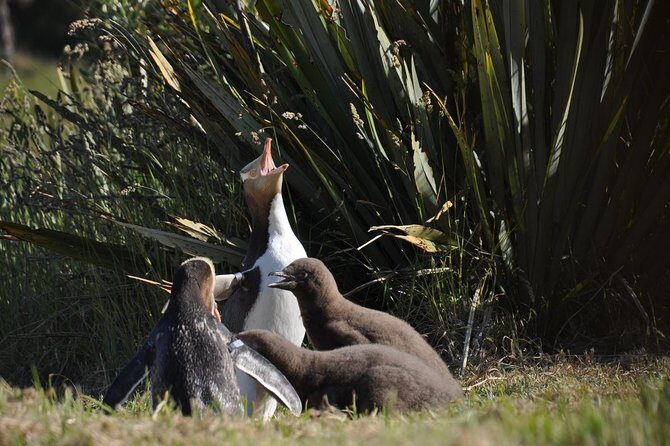 Iconic Wildlife Tour with Yellow Eyed Penguins & Royal Albatross - Analyzing the Value