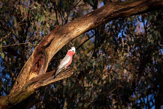 Intimate Blue Mountains Wild Kangaroos & Sunset for Nature Lovers - The Experience: Who Will Love It?