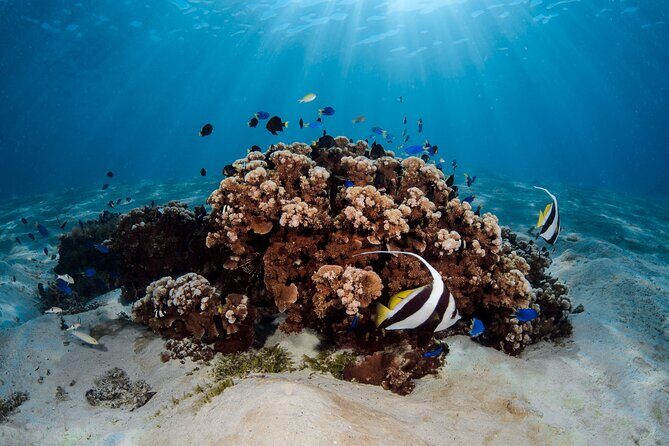 Introductory Dive in Bora Bora (afternoon) - What to Expect from This Bora Bora Diving Experience