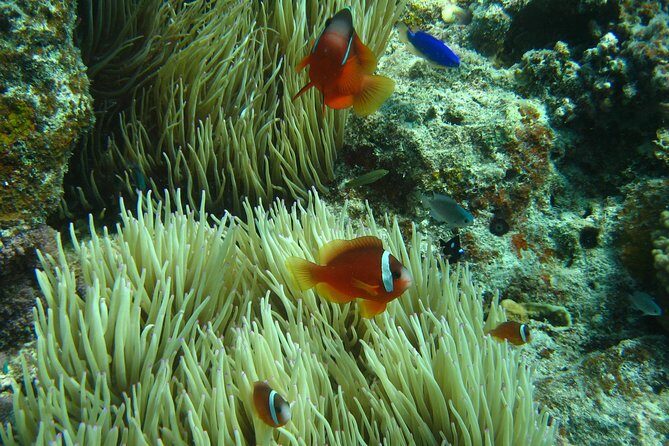 Introductory Scuba Dive experience - Whitetip Marine Adventures - Practicalities and Considerations