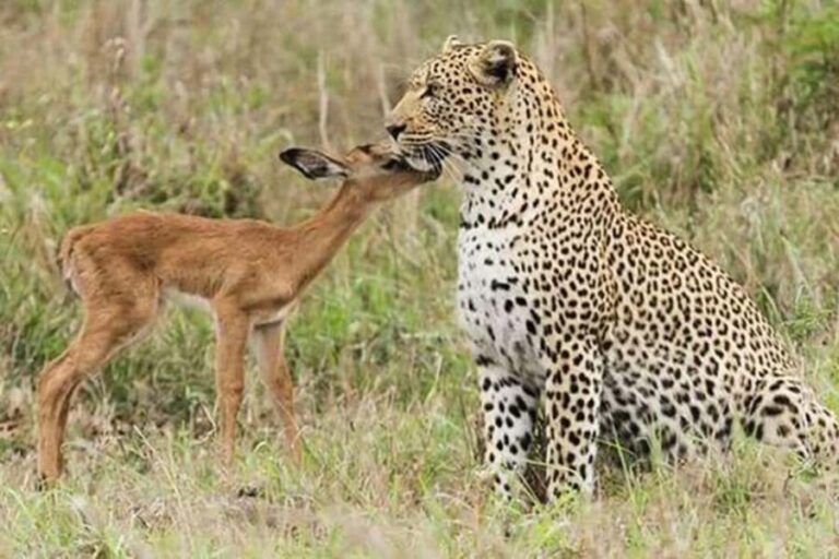 Jaipur: Half Day Leopard Safari and Guided City Tour - Who Should Consider This Tour?
