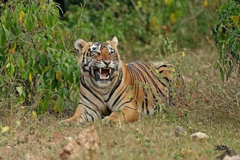 Jaipur: Morning Safari to Sariska with Meal and Transfers - FAQ