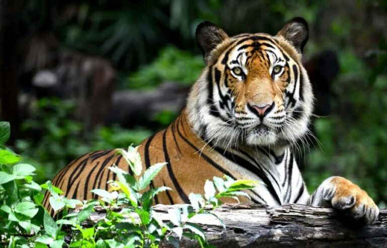 Jaipur: Ranthambore National Park Safari with Hotel Pickup - Final Thoughts: Is This Tour Worth It?