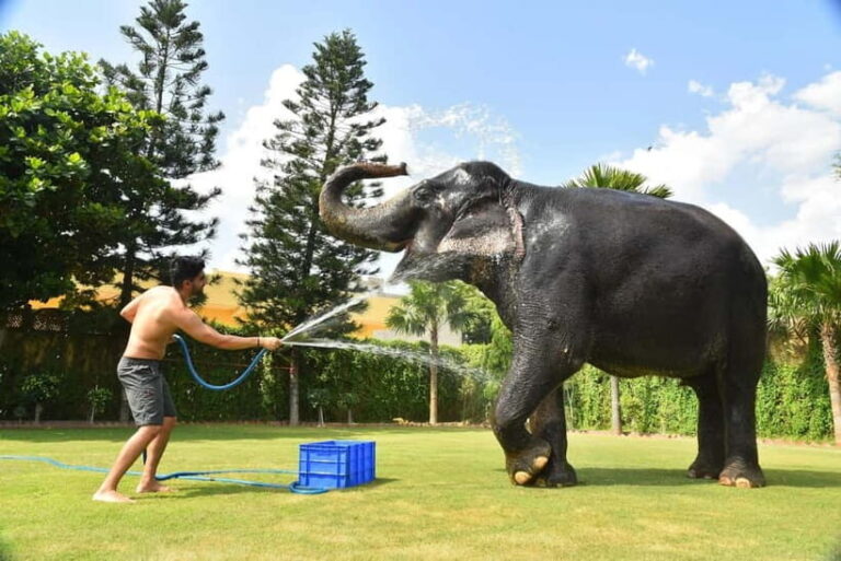 Jaipur: Sightseeing+Walking +Food + Elephant Activities Tour - The Sum Up