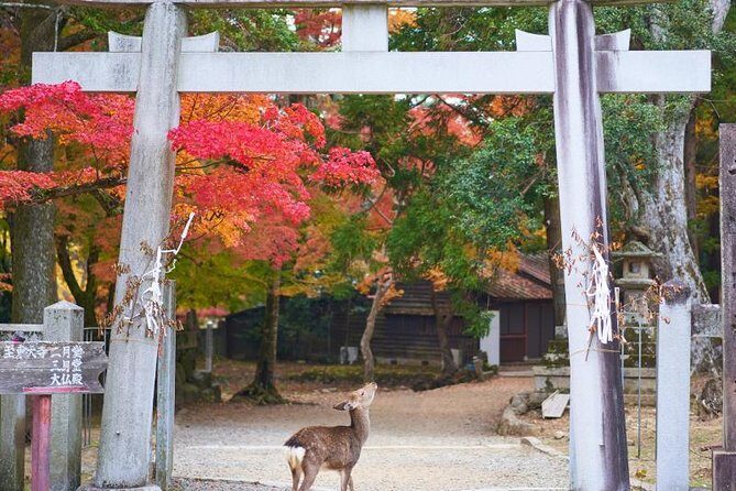 Japan Discovery Tour (12 Days) - Hakone: Nature and Art