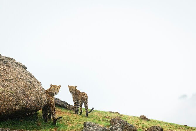 Jawai Leopard Wildlife Safari - Authenticity and Tips