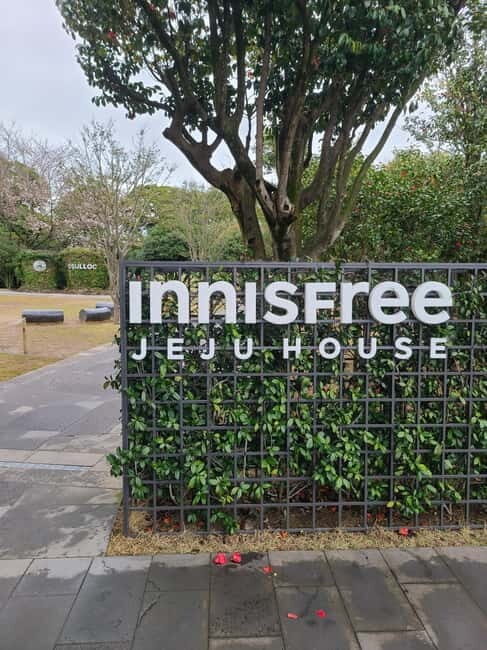 Jeju: Cherry Blossom South & West Day Tour with Hotel Pickup - Evaluating the Value