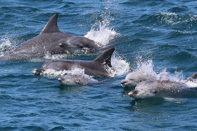 Jervis Bay Dolphin Cruise - Analyzing the Value