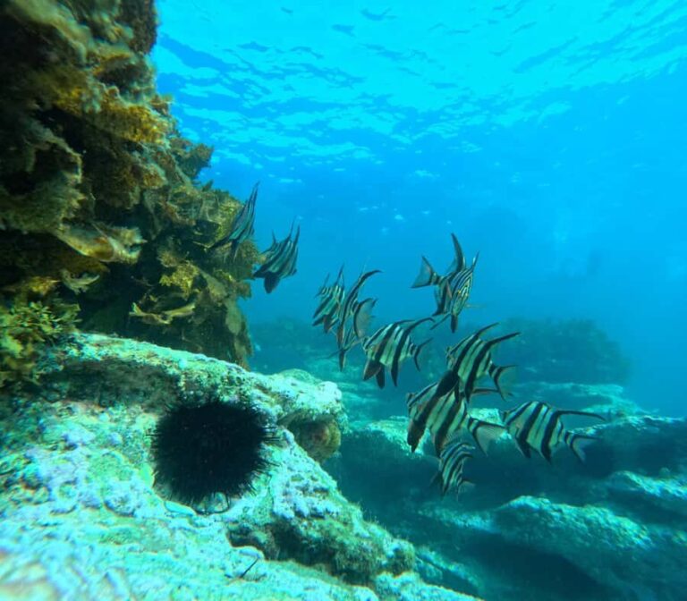 Jervis Bay: Guided Snorkelling Tour with expert guide - The Itinerary: What to Expect