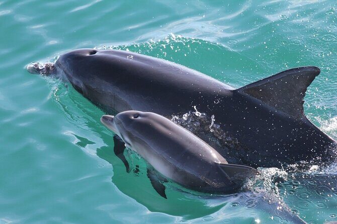 Jervis Bay Passage Tour - Practicalities and What to Expect