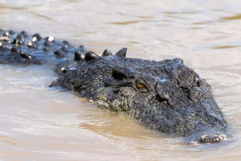 Jumping Crocodile Cruise from Darwin Half-Day Scenic Trip - Evaluating the Value