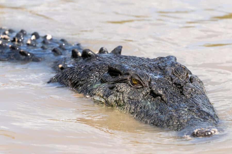 Jumping Crocodile Cruise from Darwin Half-Day Scenic Trip - Evaluating the Value