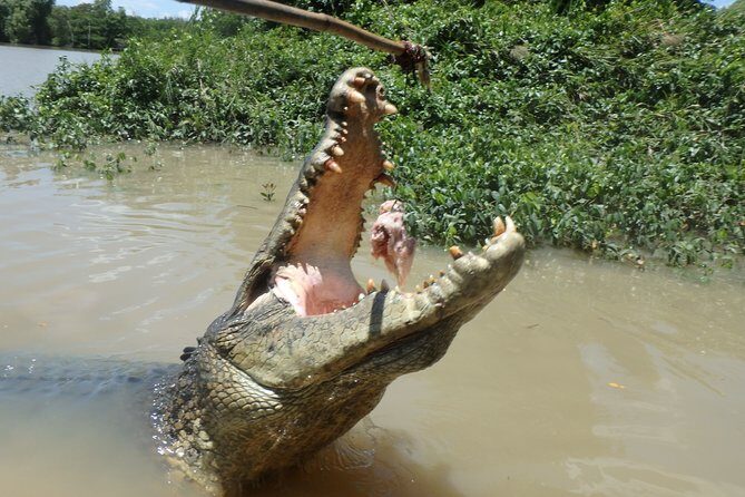 Jumping Crocodile Cruise with lunch - Potential Drawbacks and Considerations