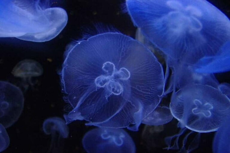 Kagoshima Aquarium Admission Ticket - The Exhibits and Their Educational Value