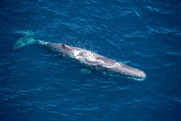 Kaikoura: 1-Hour Whale Watching Helicopter Tour - Detailed Itinerary Breakdown