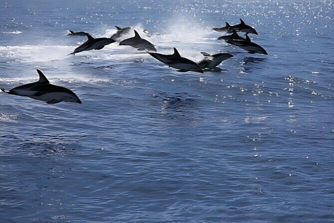 Kaikoura Day Tour From Christchurch - The Itinerary: What to Expect at Each Stop
