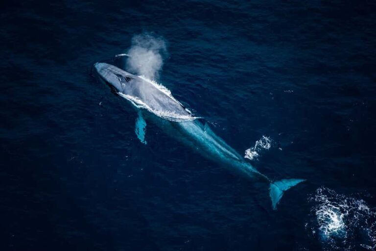 Kaikoura: Extended Flight Whale Watching & Mountain Tour - The Value and Practical Considerations