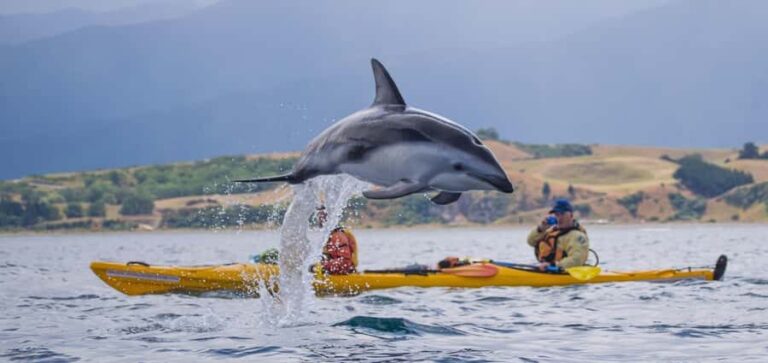 Kaikoura: Half-Day Wildlife Kayaking Tour - Why This Tour Is Perfect for You