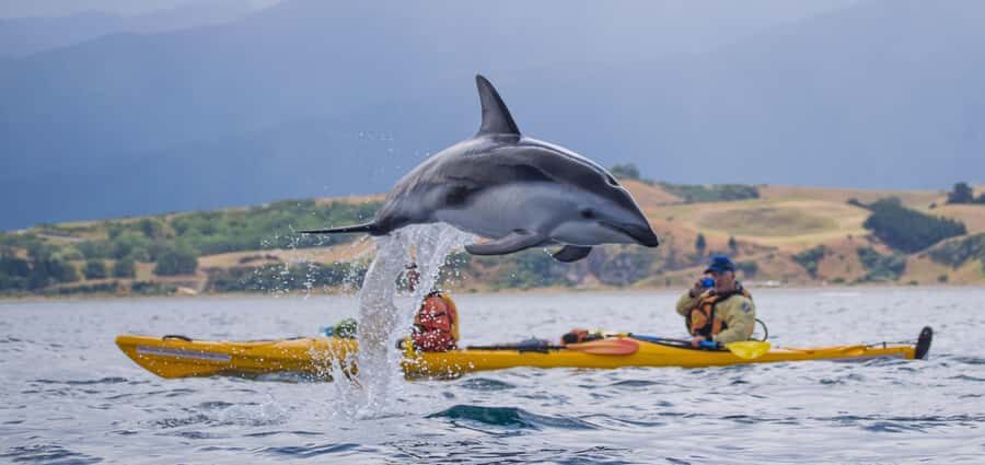 Kaikoura: Half-Day Wildlife Kayaking Tour - Why This Tour Is Perfect for You