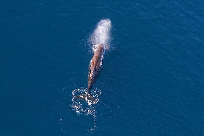 Kaikoura Helicopters Extended Whale Watch - The Itinerary: What to Expect
