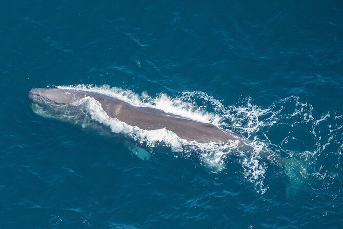 Kaikoura Helicopters Top n Tail Whale Watch flight - What Travelers Say