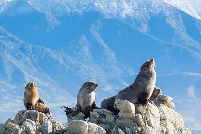 Kaikoura Kayaking Adventure Small Group Tour from Christchurch - Who Should Consider This Tour?