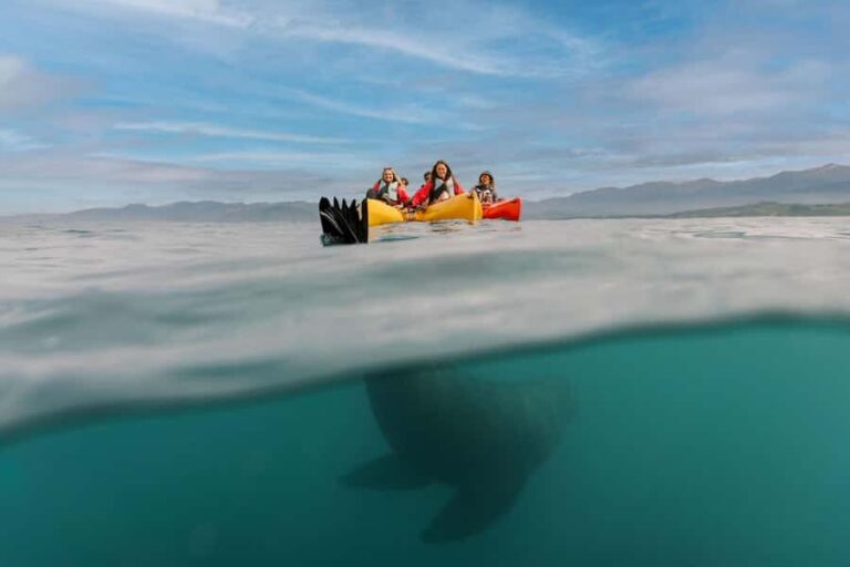 Kaikoura: Private Guided Kayak Tour with Seals - Analyzing the Value: Is It Worth It?
