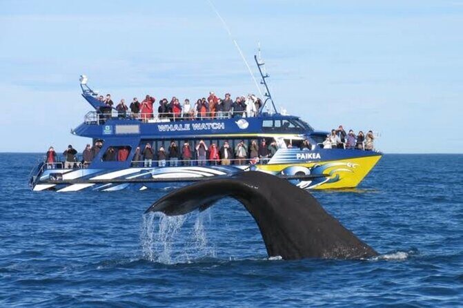 Kaikoura Private Whale Watching Day Trip from Christchurch - What Makes the Itinerary Stand Out?