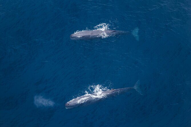 Kaikoura: Whale Watching Flight - What Reviewers Are Saying