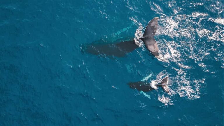 Kaikoura: Whale Watching Flight with Commentary - The Sum Up